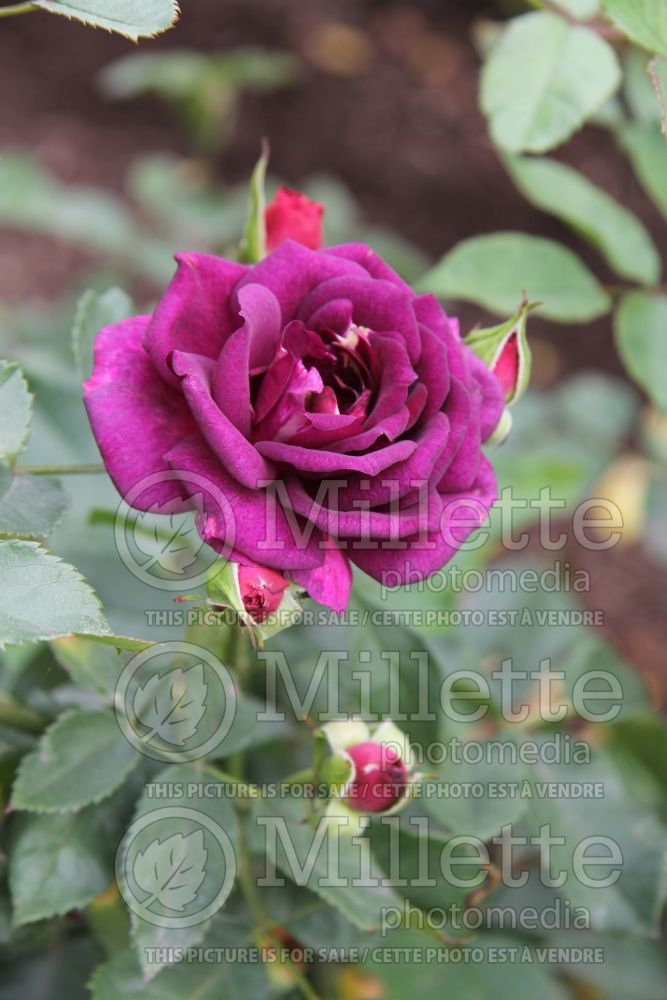 Rosa Midnight Blue (Shrub Rose) 3