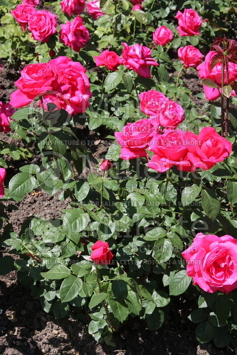 Rosa Miss All-American Beauty (Hybrid Tea Rose) 2