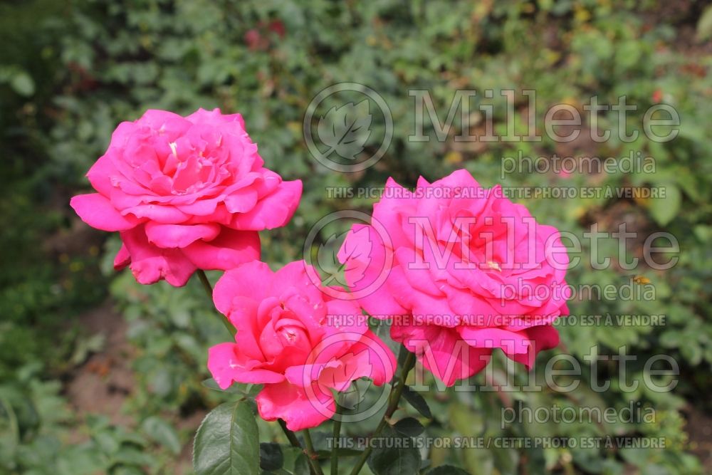 Rosa Miss All-American Beauty (Hybrid Tea Rose) 3