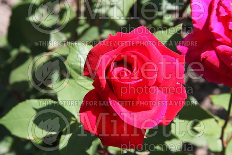 Rosa Mister Lincoln (Hybrid tea Rose) 1