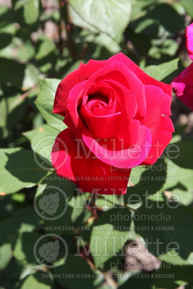 Rosa Mister Lincoln (Hybrid tea Rose) 4 