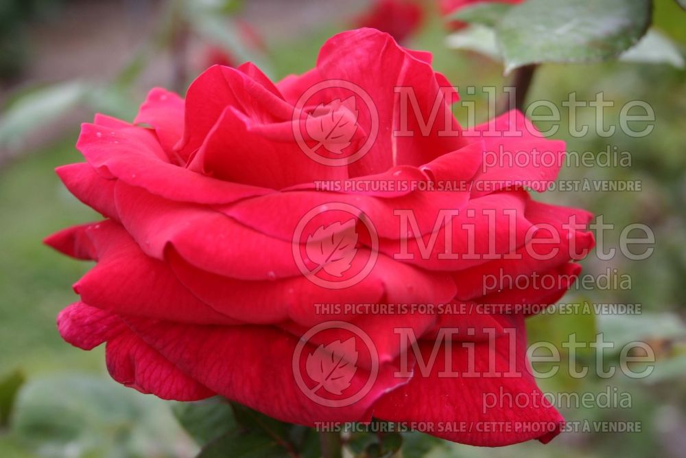 Rosa Mister Lincoln (Hybrid tea Rose) 5 