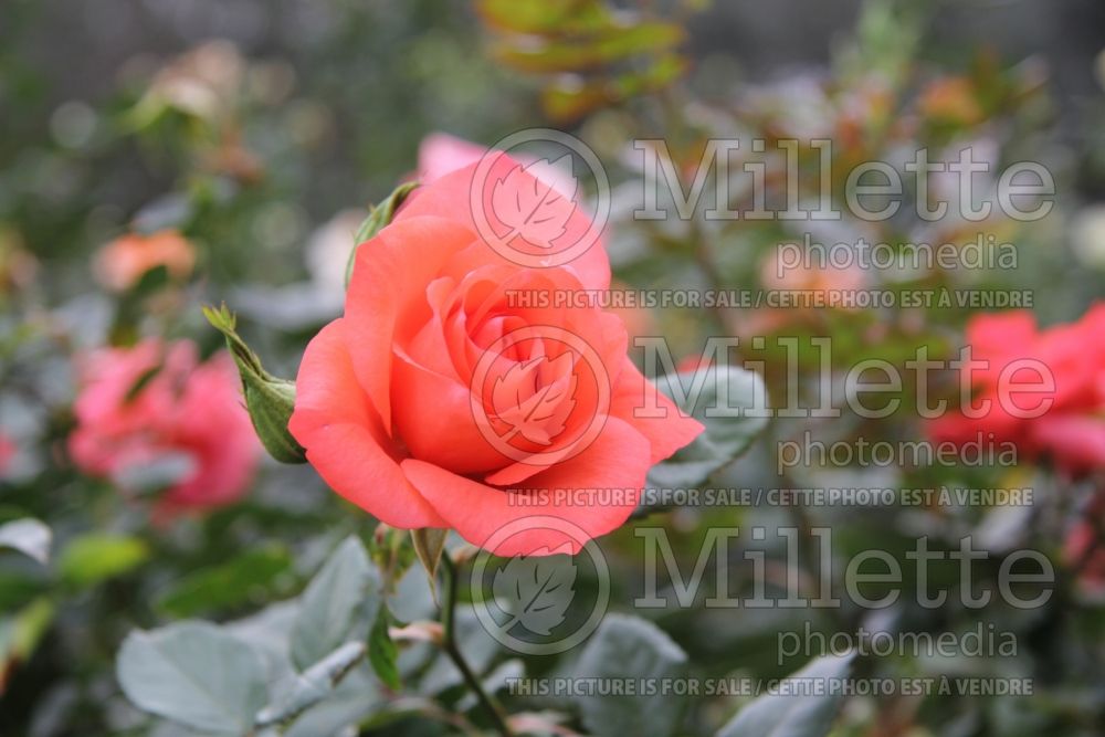 Rosa Marmalade Skies (Floribunda rose) 2