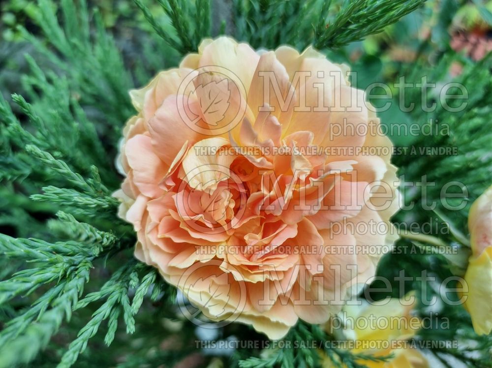 Rosa Molineux (shrub Rose) 4 