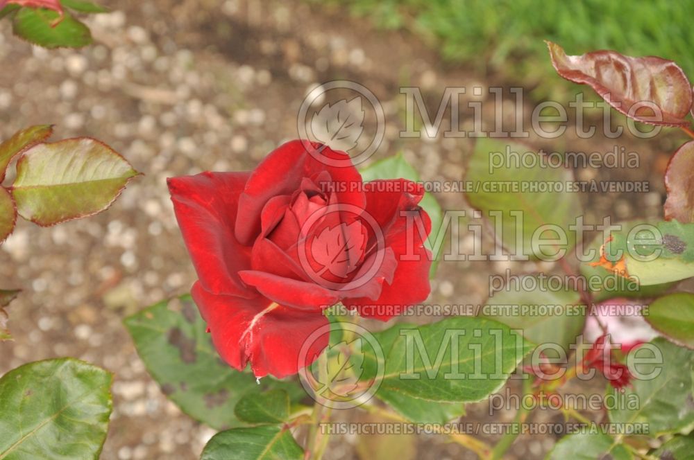 Rosa Mon Cheri (Tea Hybrid Rose) 1 