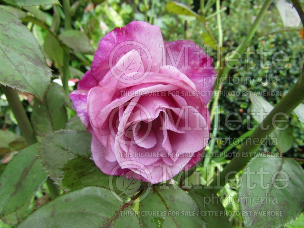 Rosa Moody Blue (Tea hybrid Rose) 1 