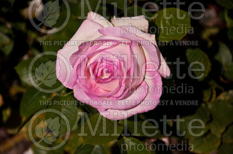 Rosa Moonstone (Hybrid Tea Rose) 2 