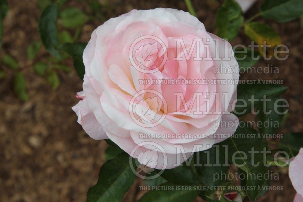 Rosa Moonstone (Hybrid Tea Rose) 3 