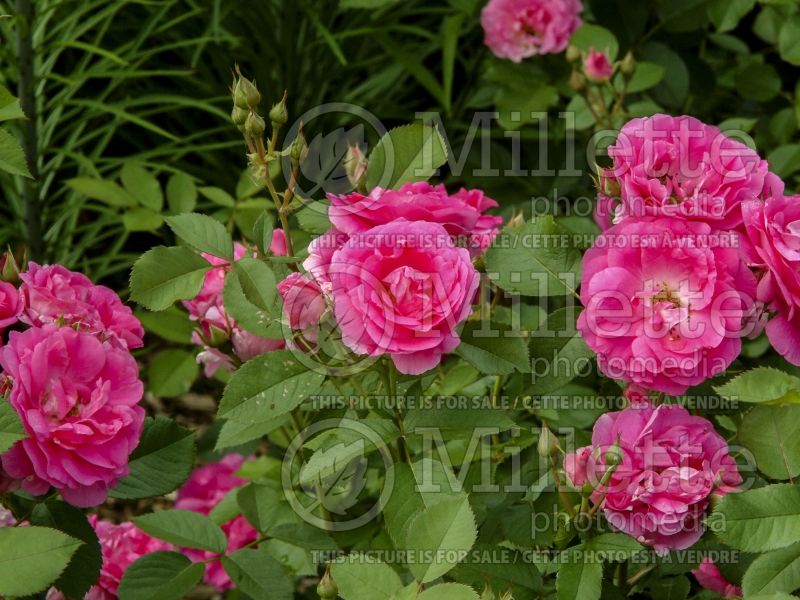 Rosa Morden Centennial (Shrub Rose) 4