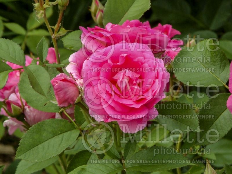 Rosa Morden Centennial (Shrub Rose) 5