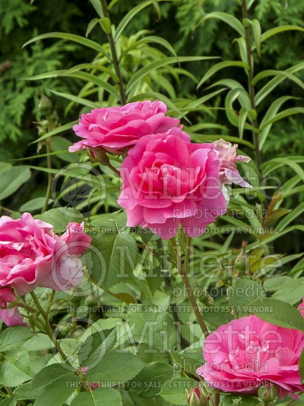 Rosa Morden Centennial (Shrub Rose) 6