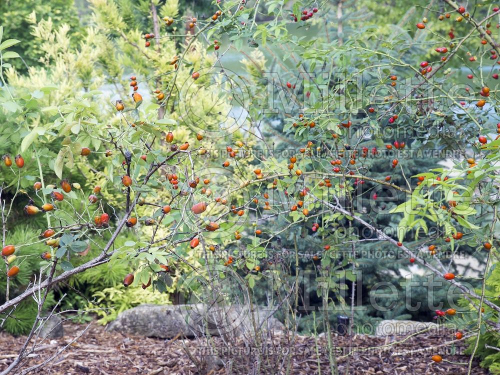 Rosa Morden Centennial (Shrub Rose) 2