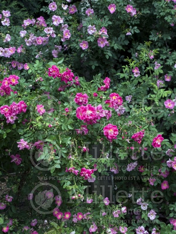 Rosa Morden Ruby (Shrub Rose) 4 