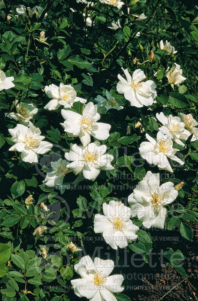 Rosa Morden Snow Beauty aka Snowbeauty (shrub Rose) 3