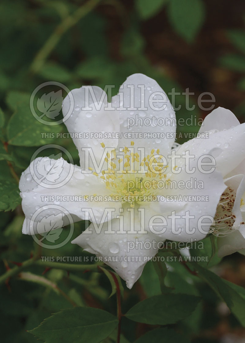 Rosa Morden Snowbeauty or Morden Snow Beauty (Shrub Rose) 1 