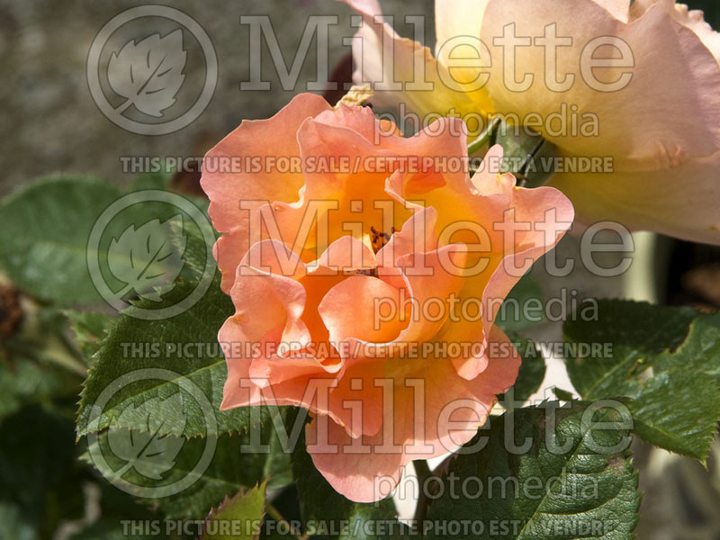 Rosa Morden Sunrise (Shrub Rose)  6 