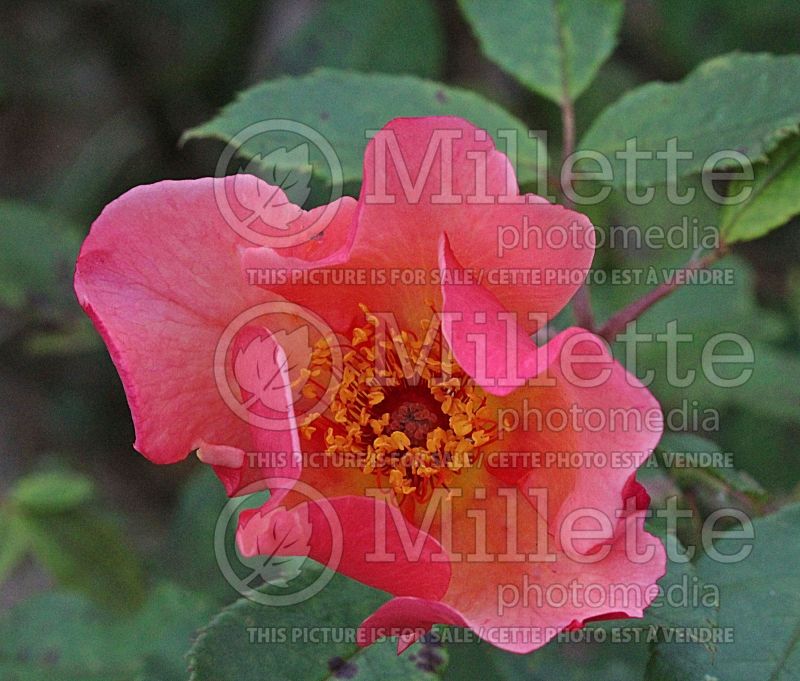 Rosa Morning Mist or Ausfire (Shrub Rose)   1