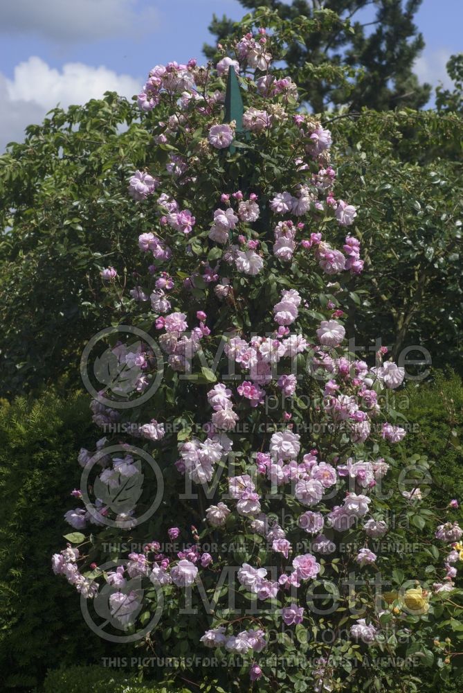 Rosa Mortimer Sackler aka Ausorts (Climbing Rose) 1 