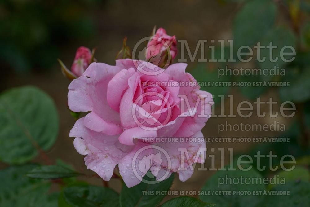 Rosa Mum in a Million aka Mille (Hybrid Tea Rose) 1 