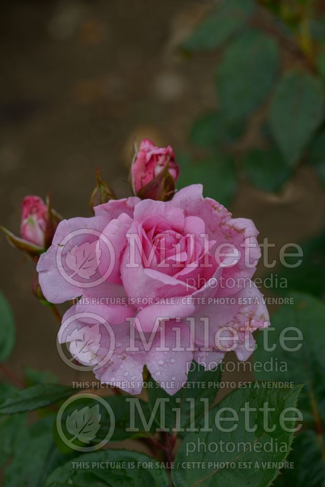 Rosa Mum in a Million aka Mille (Hybrid Tea Rose) 2 