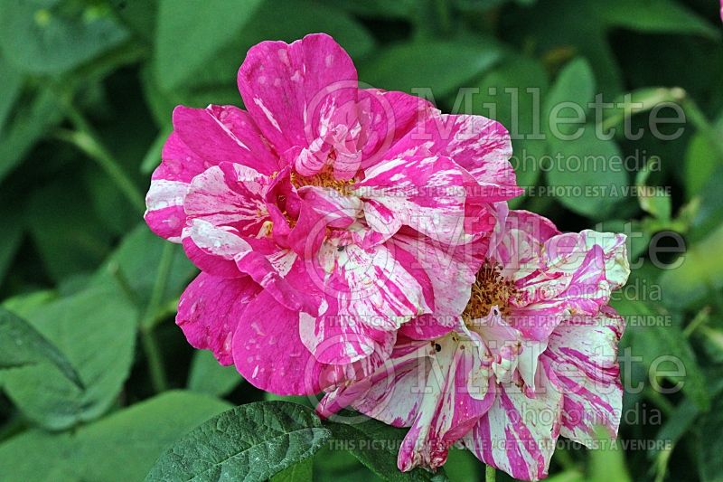 Rosa Mundi (Shrub Rose)   1