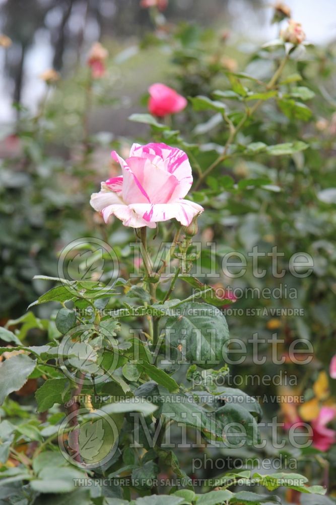 Rosa Neil Diamond (Hybrid Tea Rose) 1