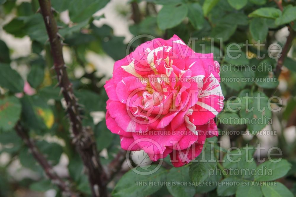 Rosa Neil Diamond (Hybrid Tea Rose) 4
