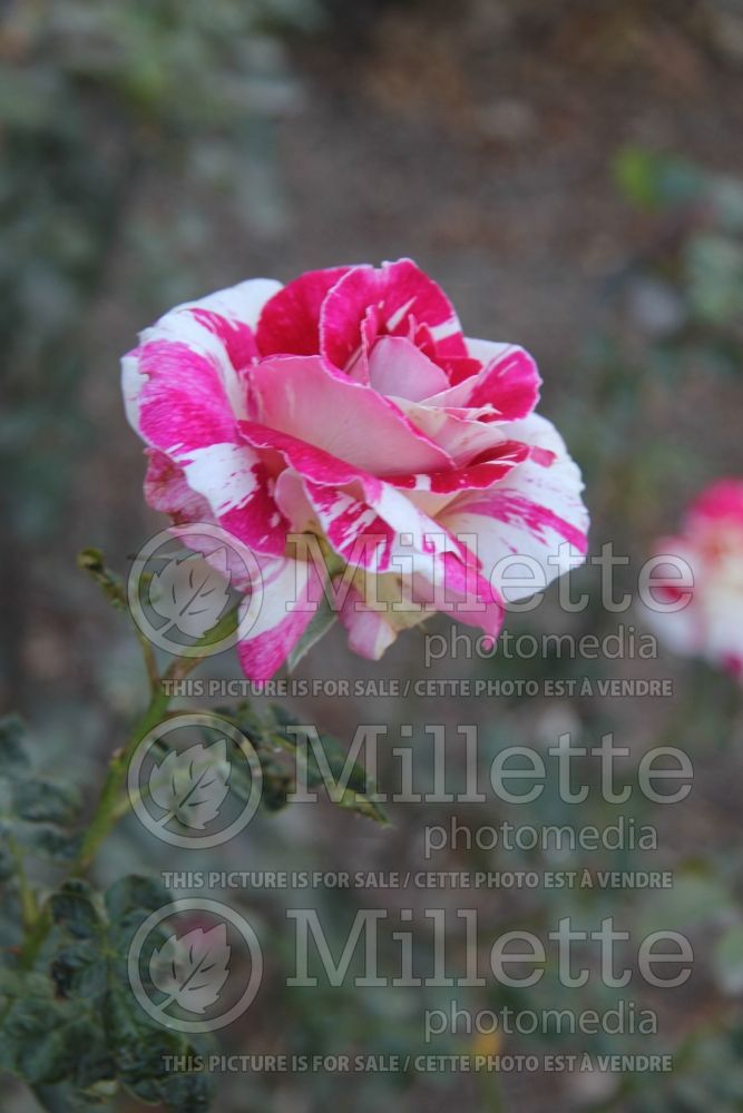 Rosa Neil Diamond (Hybrid Tea Rose) 3