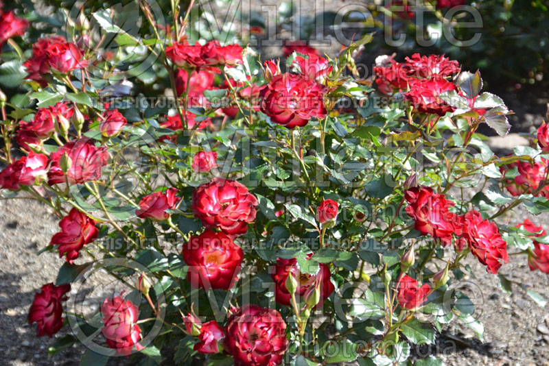 Rosa Never Alone (Shrub Rose)  4 