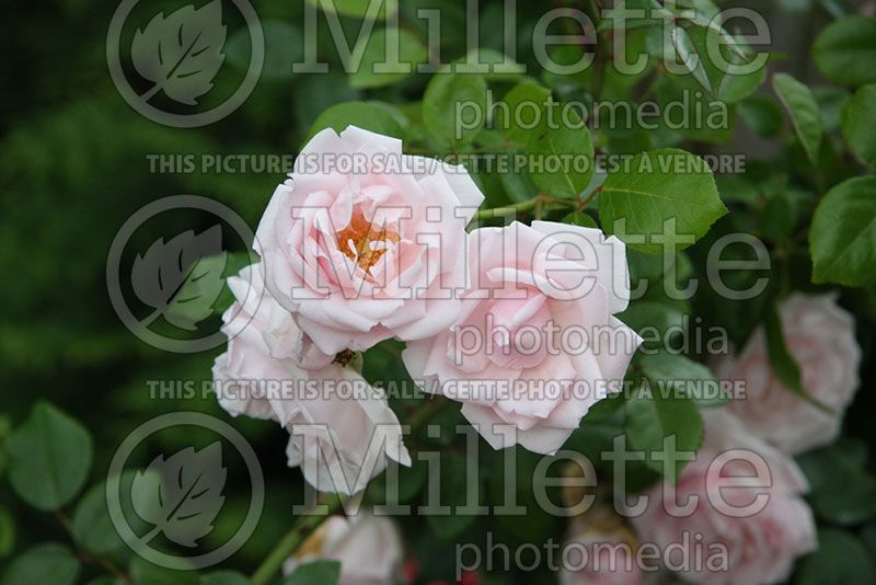 Rosa New Dawn (Climbing Rose)  2