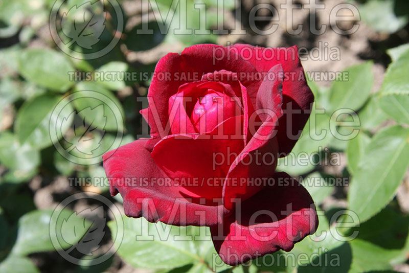 Rosa Oklahoma (Hybrid Tea Rose) 1