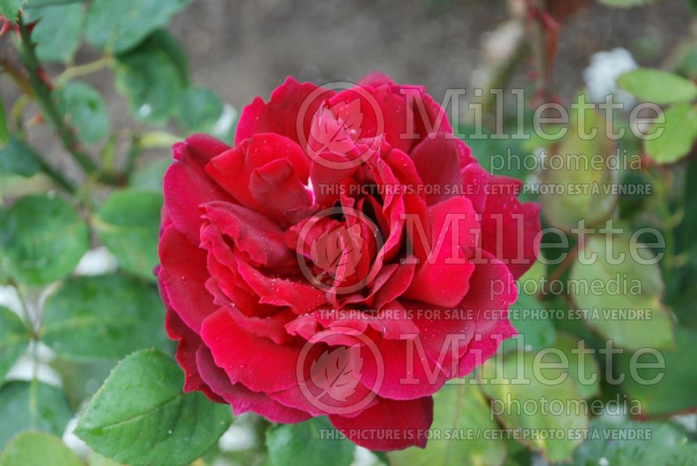 Rosa Oklahoma (Hybrid Tea Rose) 2 