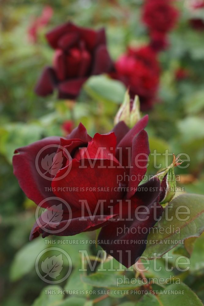 Rosa Oklahoma (Hybrid Tea Rose) 3 