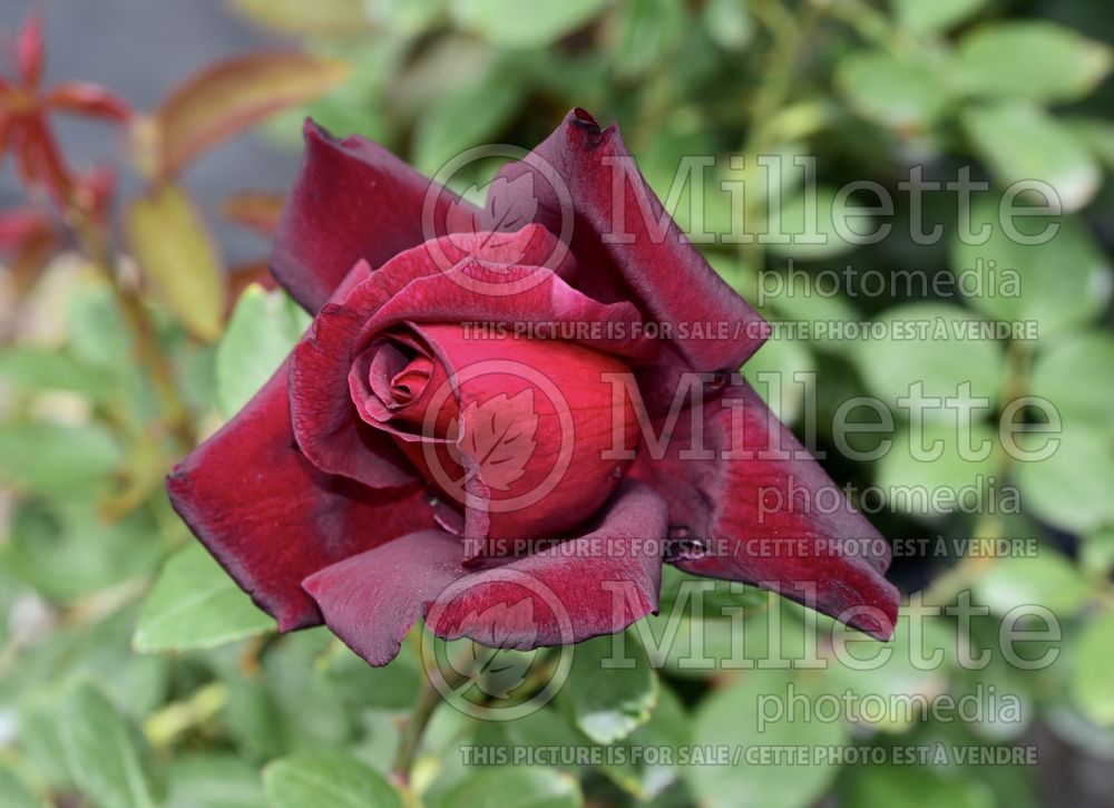 Rosa Oklahoma (Hybrid Tea Rose) 4