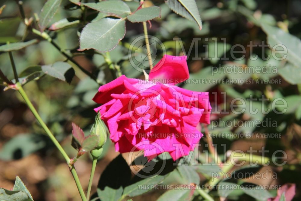 Rosa Old Gay Hill Red China (Shrub Rose) 1