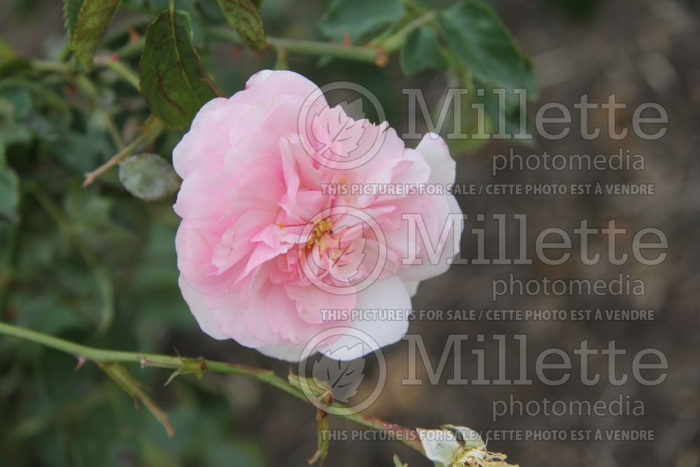 Rosa Olivia Rose Austin (Shrub Rose) 1