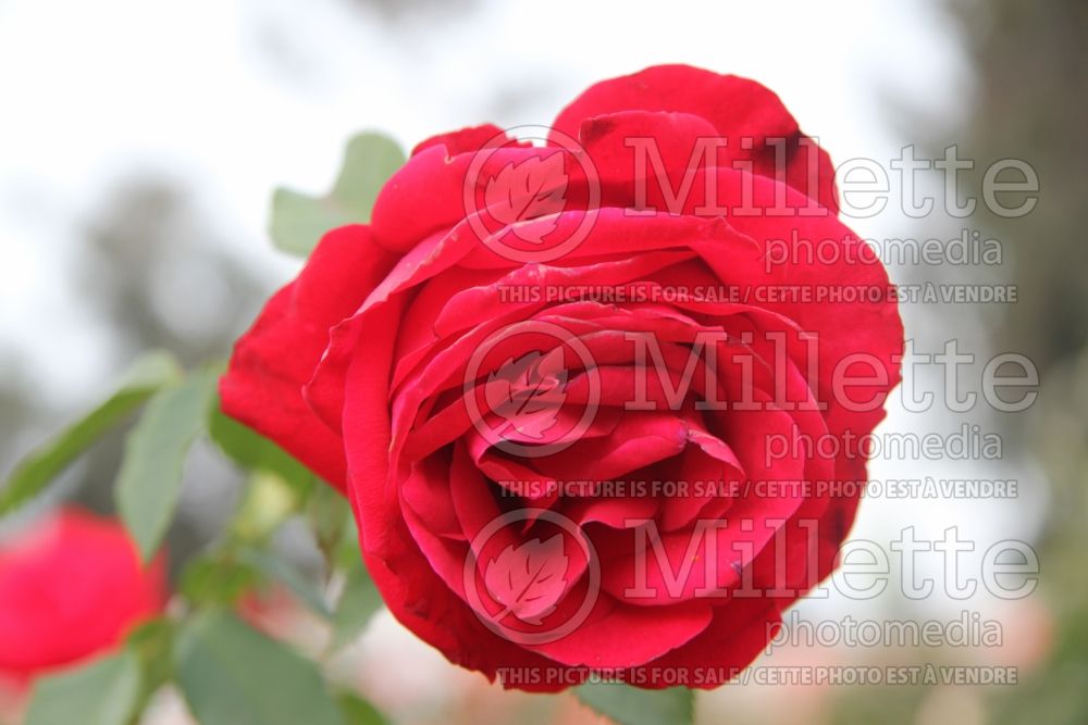 Rosa Olympiad (Hybrid Tea Rose) 2