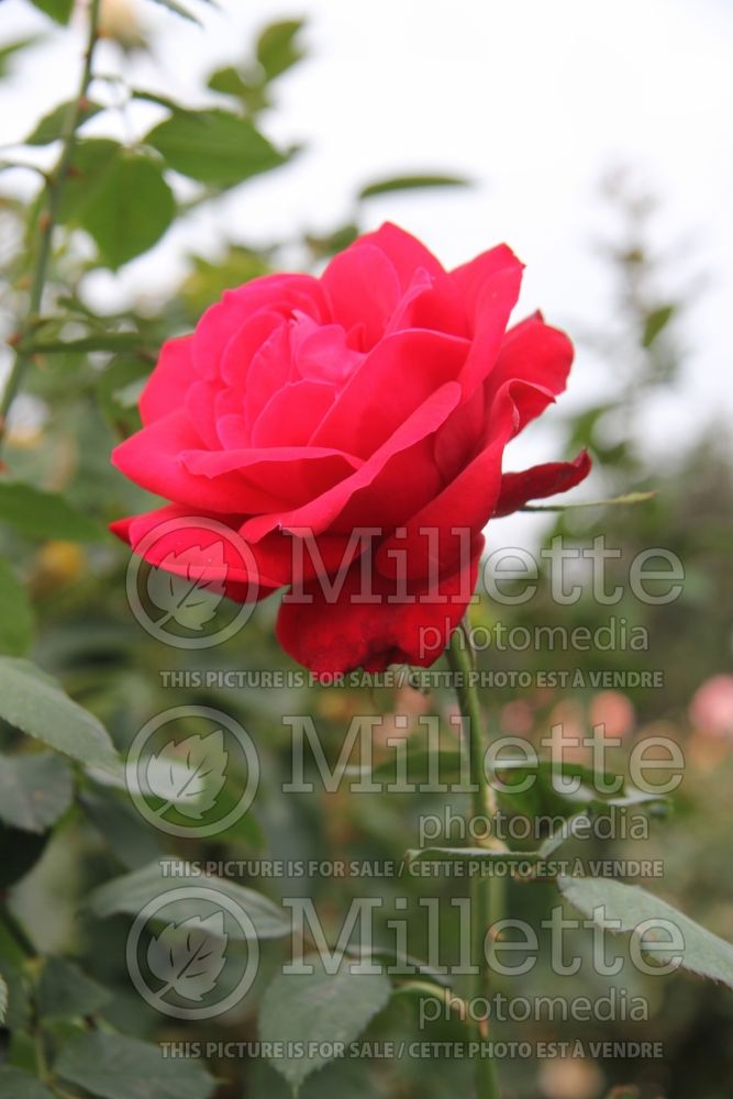 Rosa Olympiad (Hybrid Tea Rose) 3