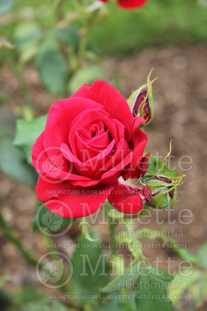 Rosa Olympiad (Hybrid Tea Rose) 6