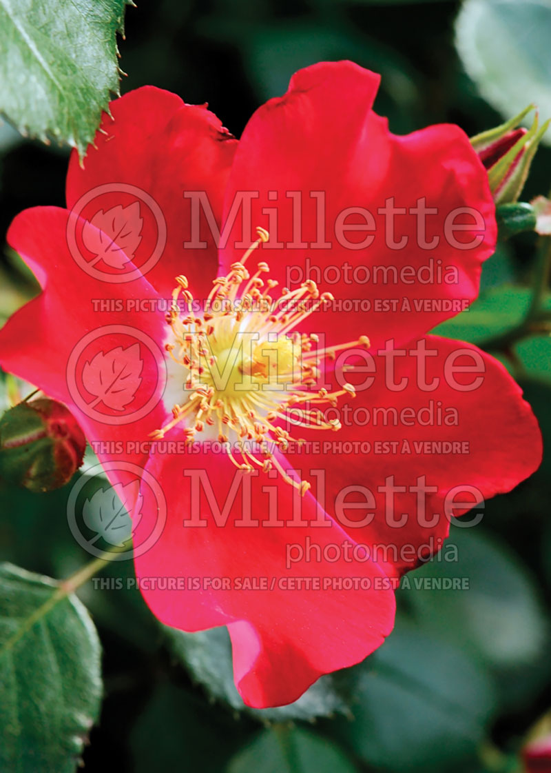 Rosa Oso Easy Cherry Pie (Landscape Rose) 2 