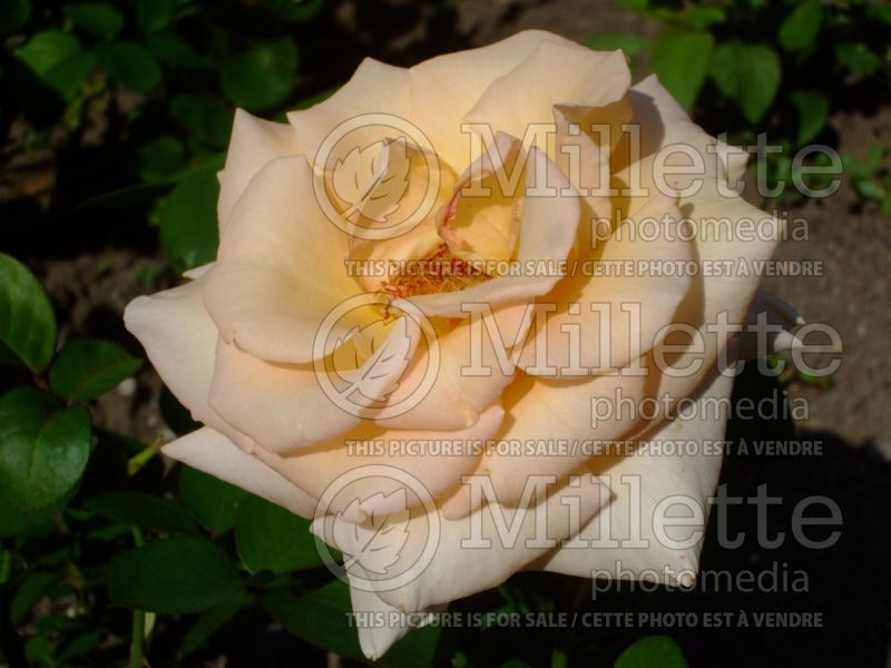 Rosa Over the Moon (Hybrid Tea Rose) 1 