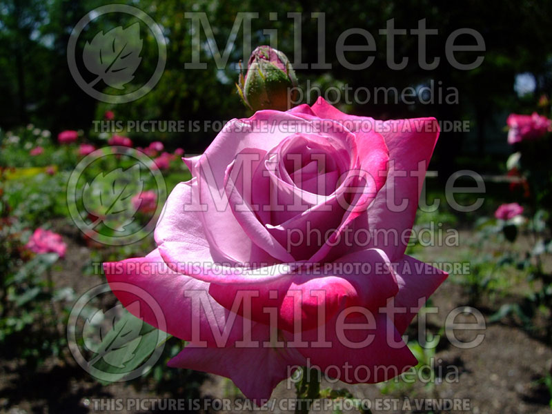 Rosa Paradise (Hybrid tea Rose) 1