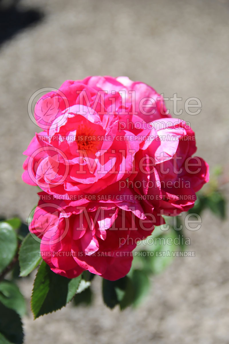 Rosa Party Hardy (Shrub Rose) 3 