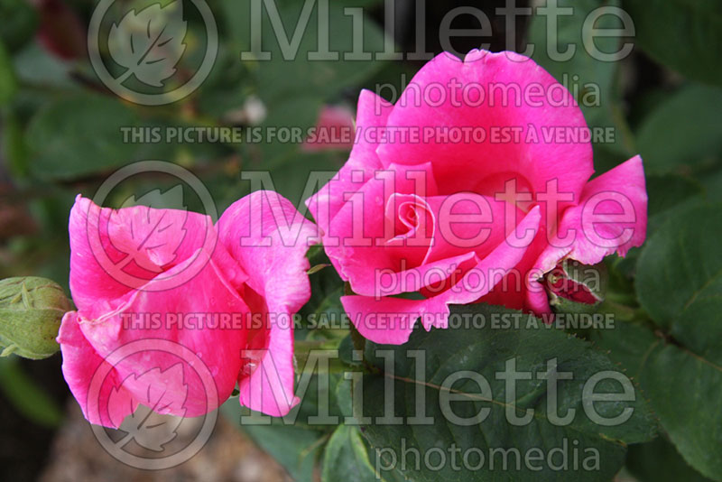 Rosa Perfume Delight (Hybrid tea Rose) 1 