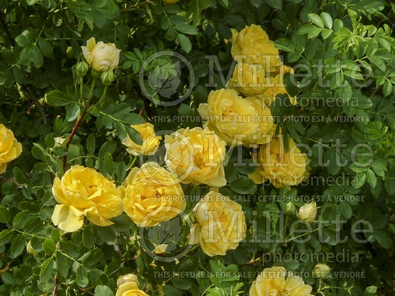 Rosa Persian Yellow (Shrub Rose) 2 