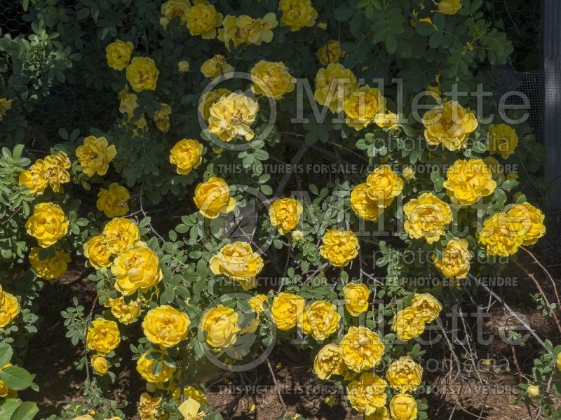 Rosa Persian Yellow (Shrub Rose) 4 