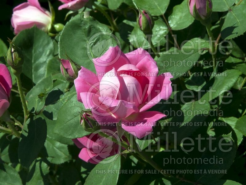 Rosa Pink Double Knockout (Shrub Rose) 7