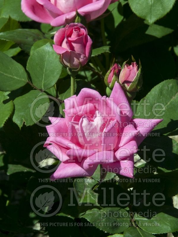 Rosa Pink Double Knockout (Shrub Rose) 8