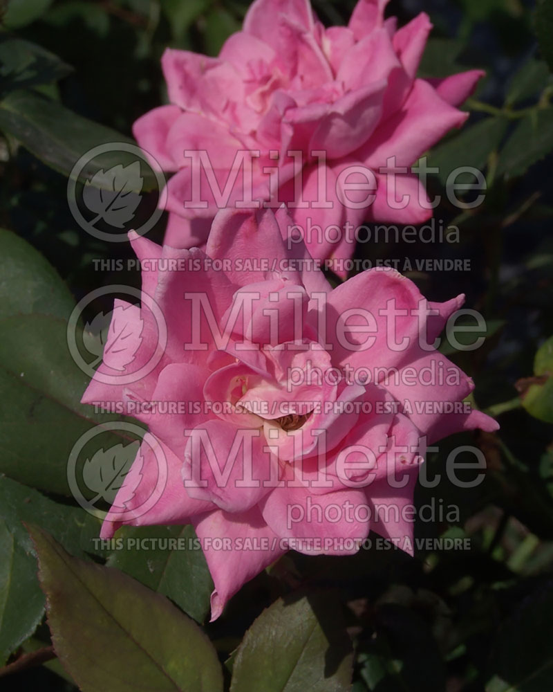 Rosa Pink Double Knockout (Shrub Rose) 4