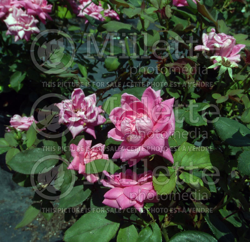 Rosa Pink Double Knockout (Shrub Rose) 5